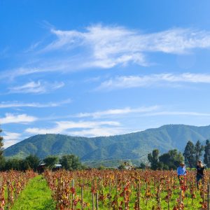 Tour del vino valle casablanca